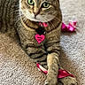 animal, carpet, cat, closeup, collar, crossed_legs, cute, domestic_cat, feline, fur, green_eyes, heart_shaped_tag, indoor, paws, pet, pink_ribbon, playing, relaxed, tabby, whiskers