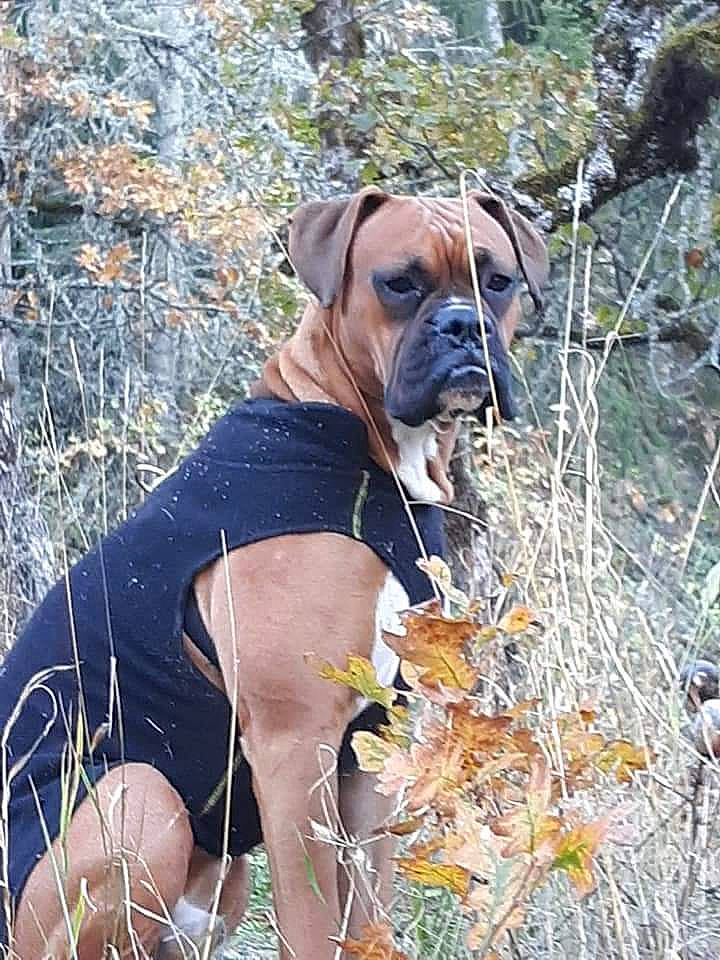 Junior joined the competition — help win amazing prizes! boxer, bullmastiff, camera, canidae, carnivore, collar, companion_dog, dog, dog_breed, dog_collar, dog_supply, fawn, guard_dog, molosser, pet_supply, snout, sporting_group, twig, working_animal, working_dog