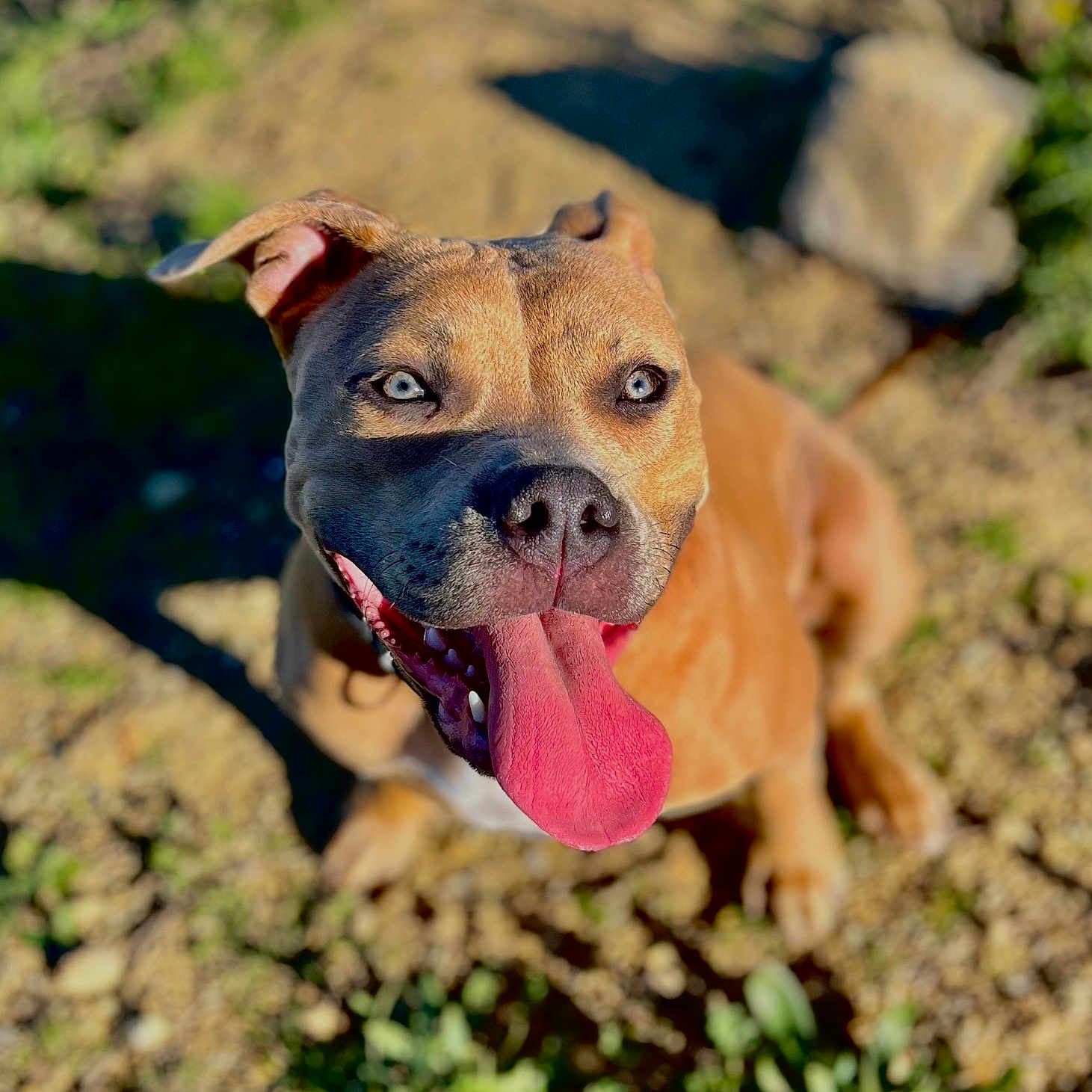 Luna a rejoint le concours — aidez-le/la à gagner de superbes lots ! animal, bodypart, boxer, bulldog, canine, dog, face, frenchbulldog, grass, head, hound, mouth, person, pet, photography, pitbull, plant, puppy, rock, tongue