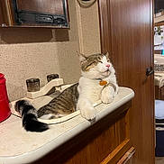 Bingo joined the competition — help win amazing prizes! cat, sink, bathroom, relaxed, feline, pet, wooden_cabinet, tail, white_fur, striped_fur, domestic_cat, indoor, countertop, red_container, mirror, door, knobs, resting, comfortable, household
