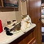 cat, sink, bathroom, relaxed, feline, pet, wooden_cabinet, tail, white_fur, striped_fur, domestic_cat, indoor, countertop, red_container, mirror, door, knobs, resting, comfortable, household