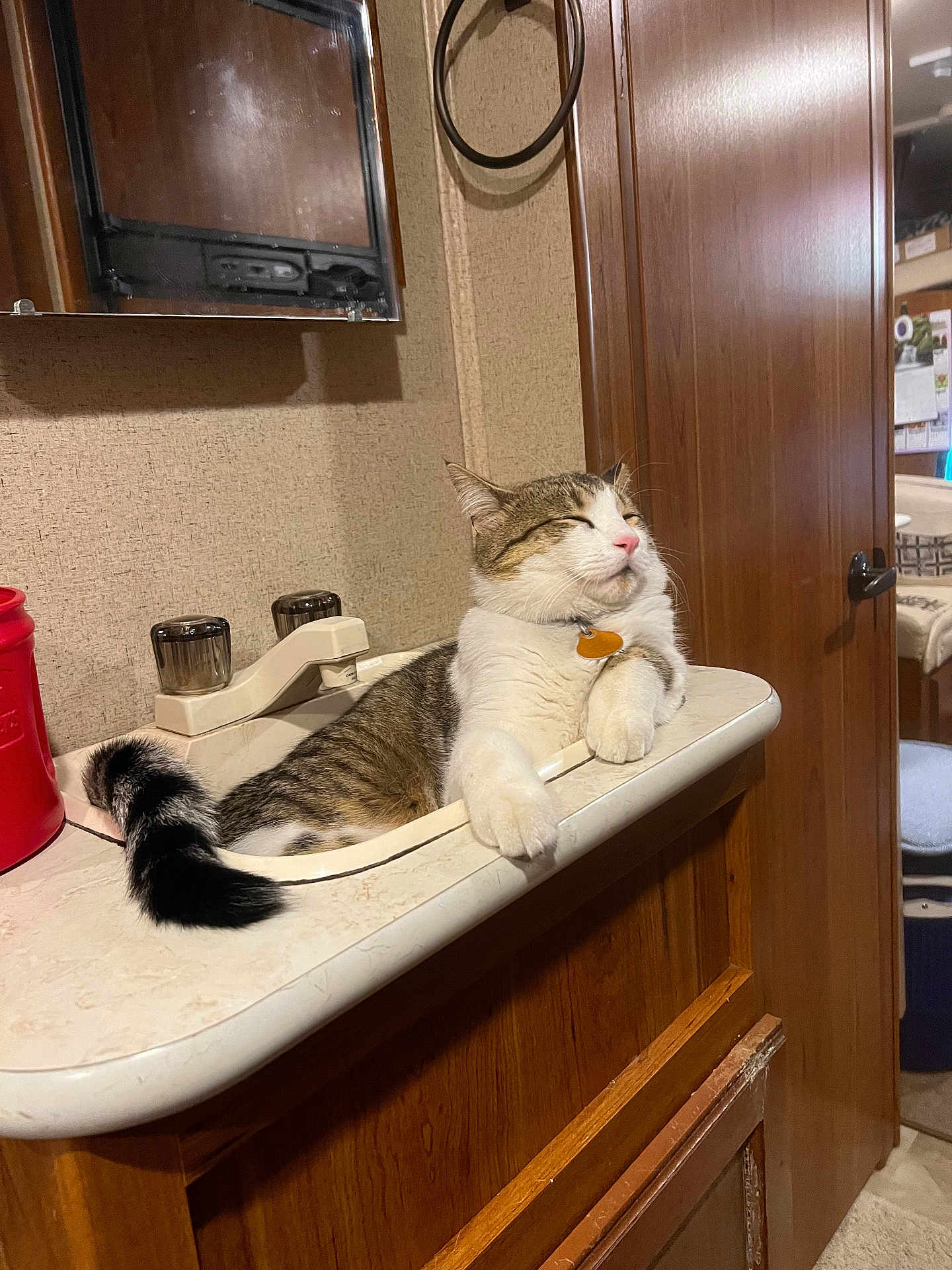 Bingo joined the competition — help win amazing prizes! cat, sink, bathroom, relaxed, feline, pet, wooden_cabinet, tail, white_fur, striped_fur, domestic_cat, indoor, countertop, red_container, mirror, door, knobs, resting, comfortable, household