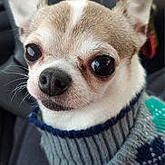 Bella joined the competition — help win amazing prizes! dog, chihuahua, pet, animal, close_up, sweater, knitted, cute, small_dog, car_interior, ears, whiskers, nose, fur, portrait, looking, indoors, companion, domestic_animal, cozy