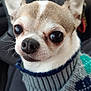 dog, chihuahua, pet, animal, close_up, sweater, knitted, cute, small_dog, car_interior, ears, whiskers, nose, fur, portrait, looking, indoors, companion, domestic_animal, cozy