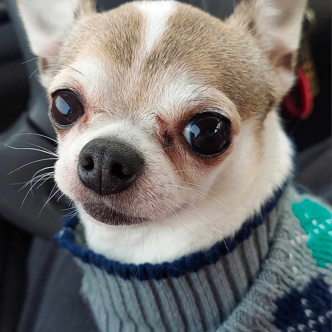 Bella joined the competition — help win amazing prizes! animal, car_interior, chihuahua, close_up, companion, cozy, cute, dog, domestic_animal, ears, fur, indoors, knitted, looking, nose, pet, portrait, small_dog, sweater, whiskers