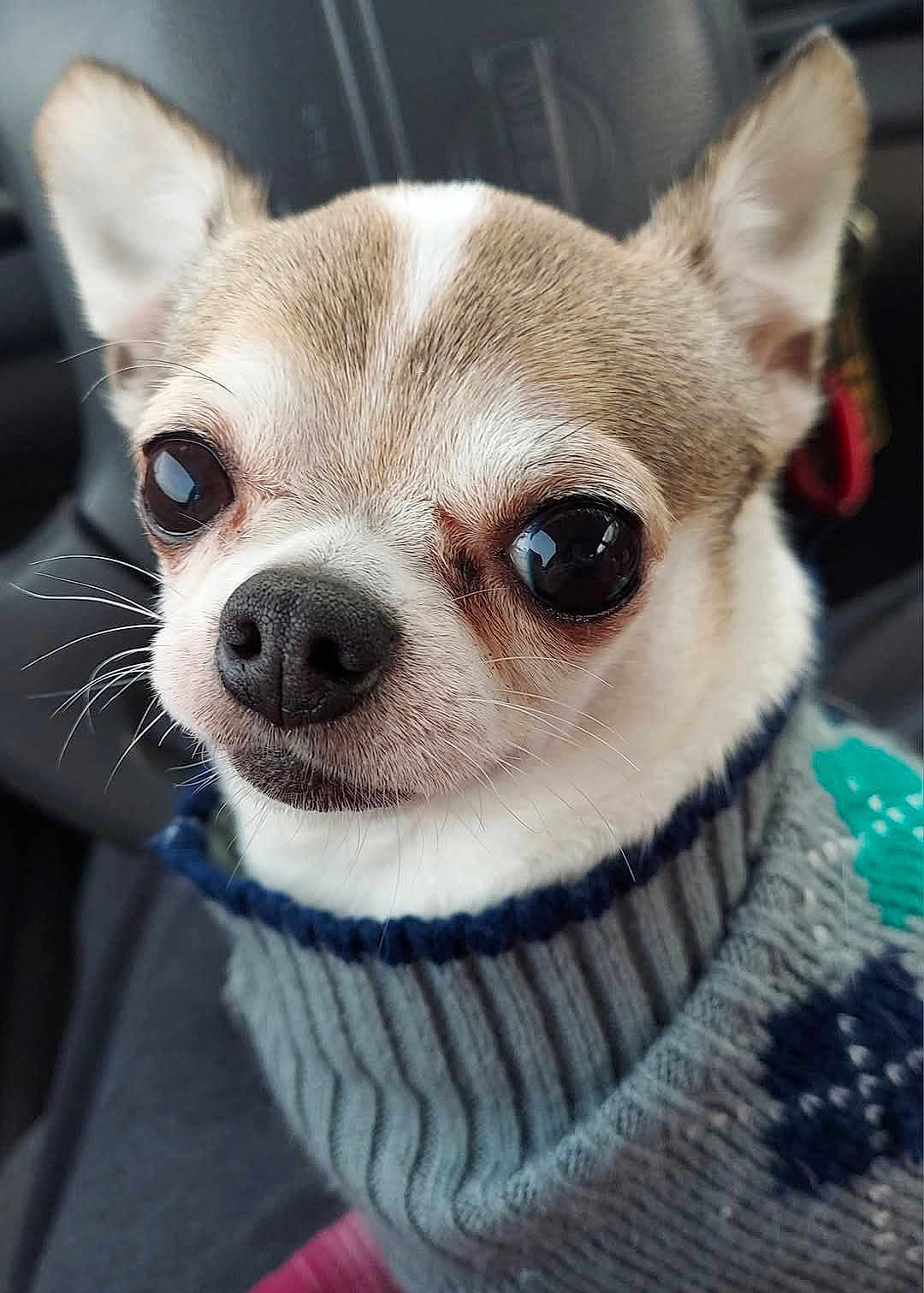 Bella