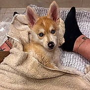 Alto participe au concours pour gagner de l'argent avec cette photo : animal, anklet, black_socks, blue_eyes, closeup, cozy, cute, dog, feet, floor, fur, indoor, looking, mat, person, pet, puppy, resting, towel, wrapped