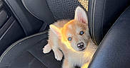 Alto a rejoint le concours — aidez-le/la à gagner de superbes lots ! adorable, animal, black_seat, blue_eyes, car_interior, car_seat, cute, dog, fur, indoor, leather, looking_up, pet, puppy, relaxing, seatbelt, small, sunlight, texture, young