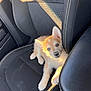 Alto a rejoint le concours — aidez-le/la à gagner de superbes lots ! adorable, animal, black_seat, blue_eyes, car_interior, car_seat, cute, dog, fur, indoor, leather, looking_up, pet, puppy, relaxing, seatbelt, small, sunlight, texture, young