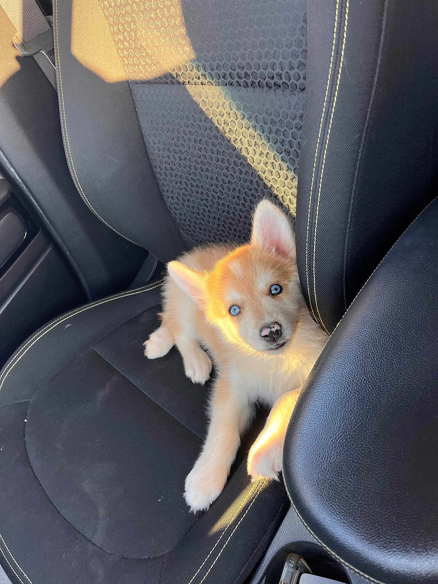 Alto a rejoint le concours — aidez-le/la à gagner de superbes lots ! adorable, animal, black_seat, blue_eyes, car_interior, car_seat, cute, dog, fur, indoor, leather, looking_up, pet, puppy, relaxing, seatbelt, small, sunlight, texture, young