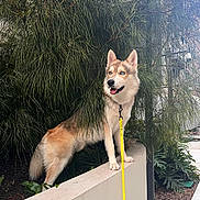Alto a rejoint le concours — aidez-le/la à gagner de superbes lots ! animal, blue_eyes, canine, dog, fluffy, fur, garden, greenery, happy, husky, leash, nature, open_mouth, outdoor, pet, pointed_ears, portrait, standing, wall, yellow_leash