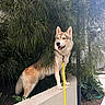 animal, blue_eyes, canine, dog, fluffy, fur, garden, greenery, happy, husky, leash, nature, open_mouth, outdoor, pet, pointed_ears, portrait, standing, wall, yellow_leash