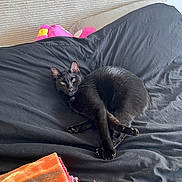 Krokmou participe au concours pour gagner de l'argent avec cette photo : animal, bed, black_cat, blanket, cat, cozy, cute, domestic_cat, feline, fur, household, indoor, pet, plush_toy, relaxed, resting, sleeping_area, soft, textile, yellow_eyes