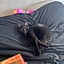 animal, bed, black_cat, blanket, cat, cozy, cute, domestic_cat, feline, fur, household, indoor, pet, plush_toy, relaxed, resting, sleeping_area, soft, textile, yellow_eyes