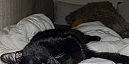 Krokmou a rejoint le concours — aidez-le/la à gagner de superbes lots ! abyssinian, animal, bed, bedroom, blackcat, blanket, cat, couch, cushion, furniture, homedecor, indoors, kitten, linen, manx, person, pet, quilt, room, sleeping