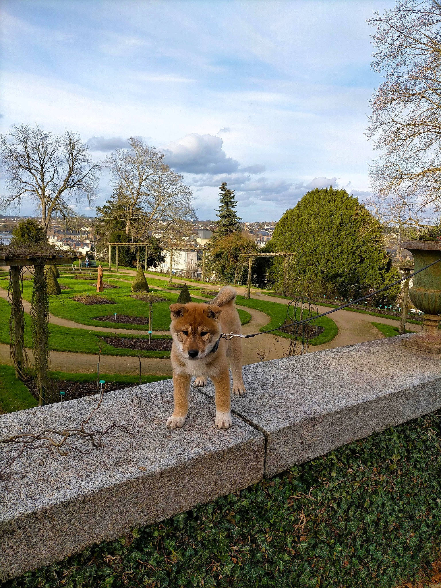 Akuma a rejoint le concours — aidez-le/la à gagner de superbes lots ! carnivore, city, cloud, companion_dog, cottage, dog_breed, fawn, felidae, grass, landscape, leisure, plant, road, road_surface, roof, sky, small_to_medium_sized_cats, sporting_group, tail, tree