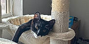 Liam is registered to the contest to win money with this photo: cat, kitten, tuxedo_cat, cat_tree, scratching_post, pet, indoor, window, sunlight, whiskers, hammock, fur, ears, eyes, relaxed, cozy, home, cardboard_box, furniture, perch
