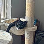 cat, kitten, tuxedo_cat, cat_tree, scratching_post, pet, indoor, window, sunlight, whiskers, hammock, fur, ears, eyes, relaxed, cozy, home, cardboard_box, furniture, perch