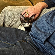 Liam joined the competition — help win amazing prizes! cat, kitten, tuxedo_cat, pet, human_hand, hand, ring, couch, blanket, jeans, hoodie, lap, whiskers, ears, eyes, cozy, indoor, furniture, relaxing, petting