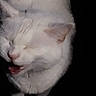 cat, kitten, white_fur, fluffy, long_hair, pink_nose, pink_tongue, open_mouth, meowing, sleepy, close_up, portrait, animal, pet, whiskers, ears, face, black_background, indoor, cute