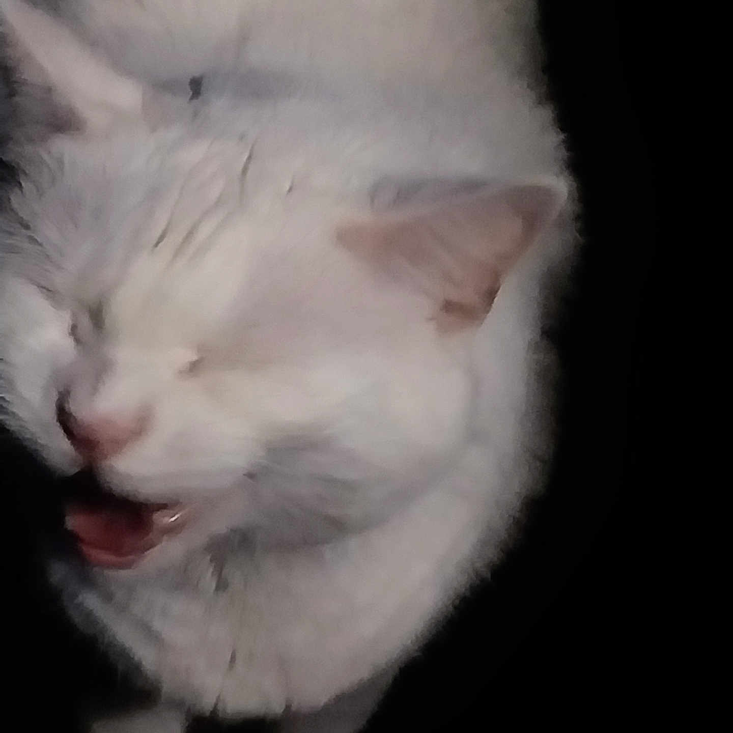 Molly