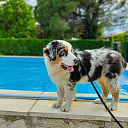 Simba participe au concours pour gagner de l'argent avec cette photo : dog, puppy, blue_eyes, leash, pool, stone_wall, outdoor, greenery, trees, fur, happy, tongue_out, pet, summer, water, nature, animal, side_view, young_dog, playful