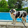 dog, puppy, blue_eyes, leash, pool, stone_wall, outdoor, greenery, trees, fur, happy, tongue_out, pet, summer, water, nature, animal, side_view, young_dog, playful