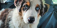 Simba a rejoint le concours — aidez-le/la à gagner de superbes lots ! dog, animal, pet, car_interior, backseat, heterochromia, fur, closeup, cute, mammal, canine, portrait, indoor, seat, leather, window, daylight, nose, ears, young