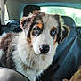 dog, animal, pet, car_interior, backseat, heterochromia, fur, closeup, cute, mammal, canine, portrait, indoor, seat, leather, window, daylight, nose, ears, young