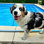 Simba participe au concours pour gagner de l'argent avec cette photo : dog, blue_eyes, fluffy, happy, pool, water, outdoor, pet, canine, leash, fence, grass, sunlight, stone_wall, sidewalk, playful, summer, animal, nature, garden