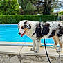 Simba a rejoint le concours — aidez-le/la à gagner de superbes lots ! dog, puppy, australian_shepherd, blue_eyes, fur, leash, pool, water, outdoor, stone_wall, greenery, trees, tongue_out, curious, pet, animal, daylight, side_view, standing, nature