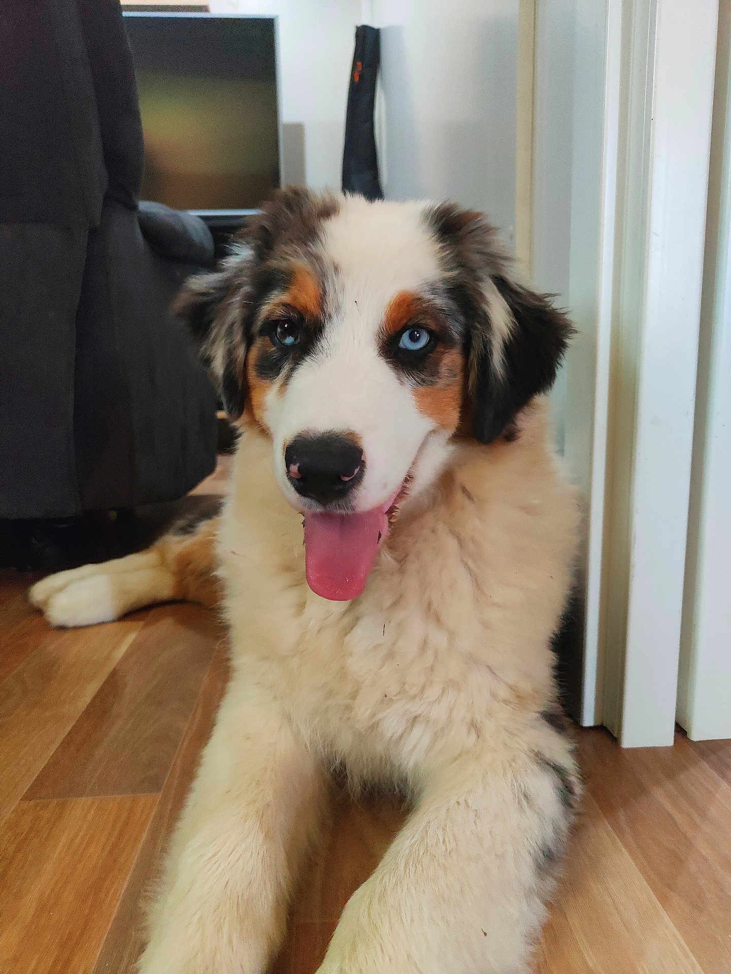 Simba a rejoint le concours — aidez-le/la à gagner de superbes lots ! dog, puppy, australian_shepherd, indoor, wooden_floor, tongue_out, heterochromatic_eyes, fluffy, pet, animal, cute, happy, canine, fur, laying_down, domestic, living_room, closeup, young, companion
