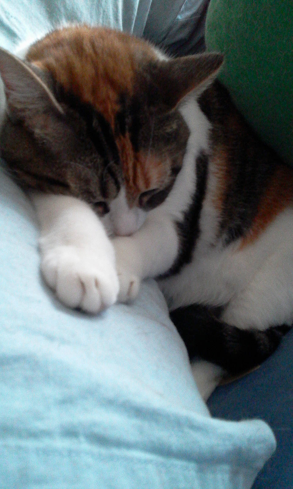 Luciecat a rejoint le concours — aidez-le/la à gagner de superbes lots ! carnivore, cat, claw, comfort, domestic_short_haired_cat, felidae, foot, fur, nap, paw, small_to_medium_sized_cats, snout, tail, whiskers