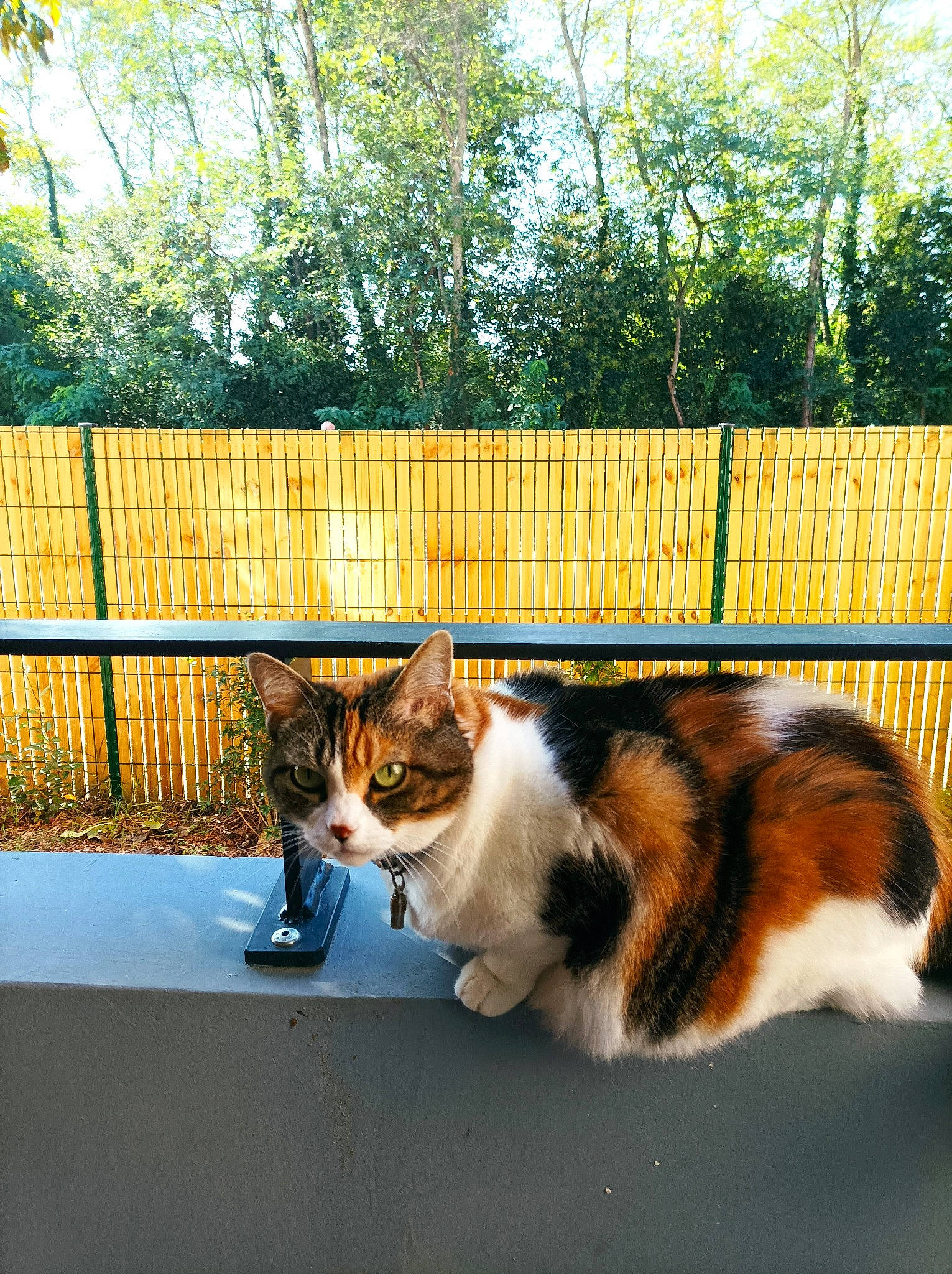 Luciecat a rejoint le concours — aidez-le/la à gagner de superbes lots ! carnivore, cat, companion_dog, domestic_short_haired_cat, felidae, fence, fur, grass, home_fencing, mammal, plant, sitting, small_to_medium_sized_cats, sunlight, tail, tree, vertebrate, whiskers, wood, yellow