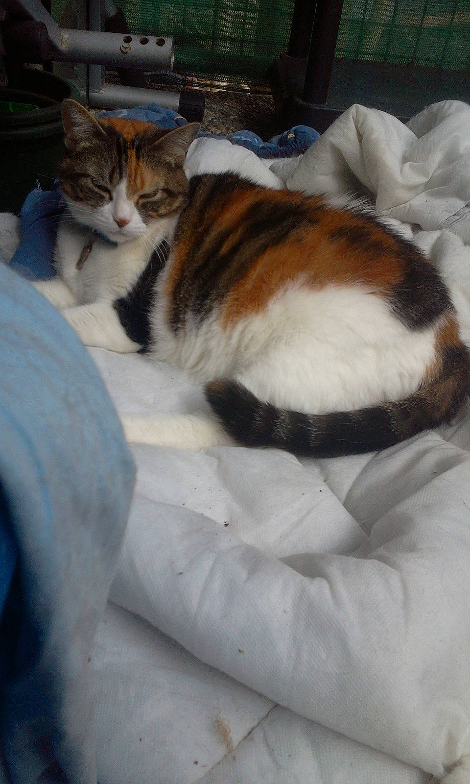 Luciecat a rejoint le concours — aidez-le/la à gagner de superbes lots ! carnivore, cat, cat_supply, comfort, domestic_short_haired_cat, fawn, felidae, fur, mammal, small_to_medium_sized_cats, tail, terrestrial_animal, vertebrate, whiskers