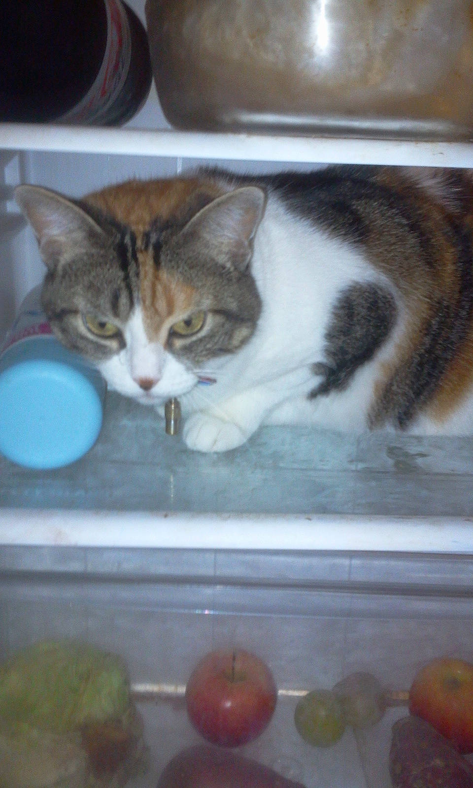 Luciecat participe au concours pour gagner de l'argent avec cette photo : carnivore, cat, cat_supply, domestic_short_haired_cat, felidae, food, fur, paw, pet_supply, small_to_medium_sized_cats, snout, tail, whiskers, window, wood