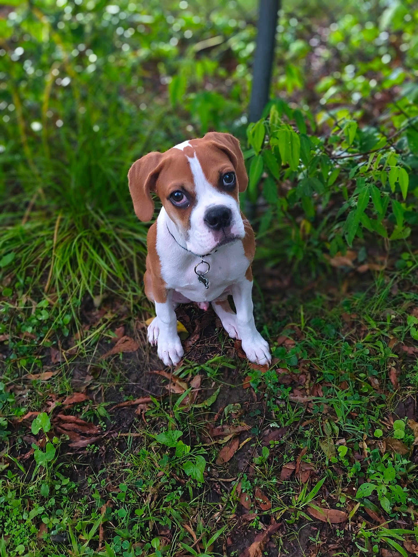 Ruger joined the competition — help win amazing prizes! puppy, dog, brown_and_white, grass, leaves, outdoor, nature, pet, young_dog, collar, greenery, cute, animal, canine, sitting, ground, plants, fur, eyes, portrait