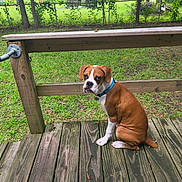 Ruger joined the competition — help win amazing prizes! dog, brown, white, collar, wooden_deck, grass, fence, outdoor, pet, canine, nature, tree, yard, sitting, animal, leash, playful, cute, portrait, daylight