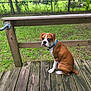 dog, brown, white, collar, wooden_deck, grass, fence, outdoor, pet, canine, nature, tree, yard, sitting, animal, leash, playful, cute, portrait, daylight