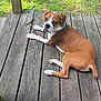 Ruger joined the competition — help win amazing prizes! dog, brown, white, wooden_deck, outdoor, grass, pet, canine, collar, paws, laying_down, sunlight, animal, nature, backyard, daylight, curious, relaxed, fur, muzzle