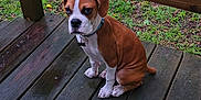Ruger is registered to the contest to win money with this photo: puppy, dog, brown, white, wooden_deck, grass, outdoor, pet, collar, sitting, young_dog, canine, animal, nature, cute, portrait, fur, ears, paws, leash_tag