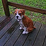 puppy, dog, brown, white, wooden_deck, grass, outdoor, pet, collar, sitting, young_dog, canine, animal, nature, cute, portrait, fur, ears, paws, leash_tag