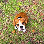 Ruger is registered to the contest to win money with this photo: dog, puppy, grass, leaf, outdoor, pet, animal, brown, white, cute, looking_up, nature, young_dog, ear, face, snout, canine, sitting, ground, daylight