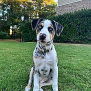 Nova is registered to the contest to win money with this photo: dog, puppy, blue_eyes, sitting, grass, outdoor, collar, nature, trees, house, pet, canine, fur, portrait, young_dog, animal, daylight, greenery, cute, attentive