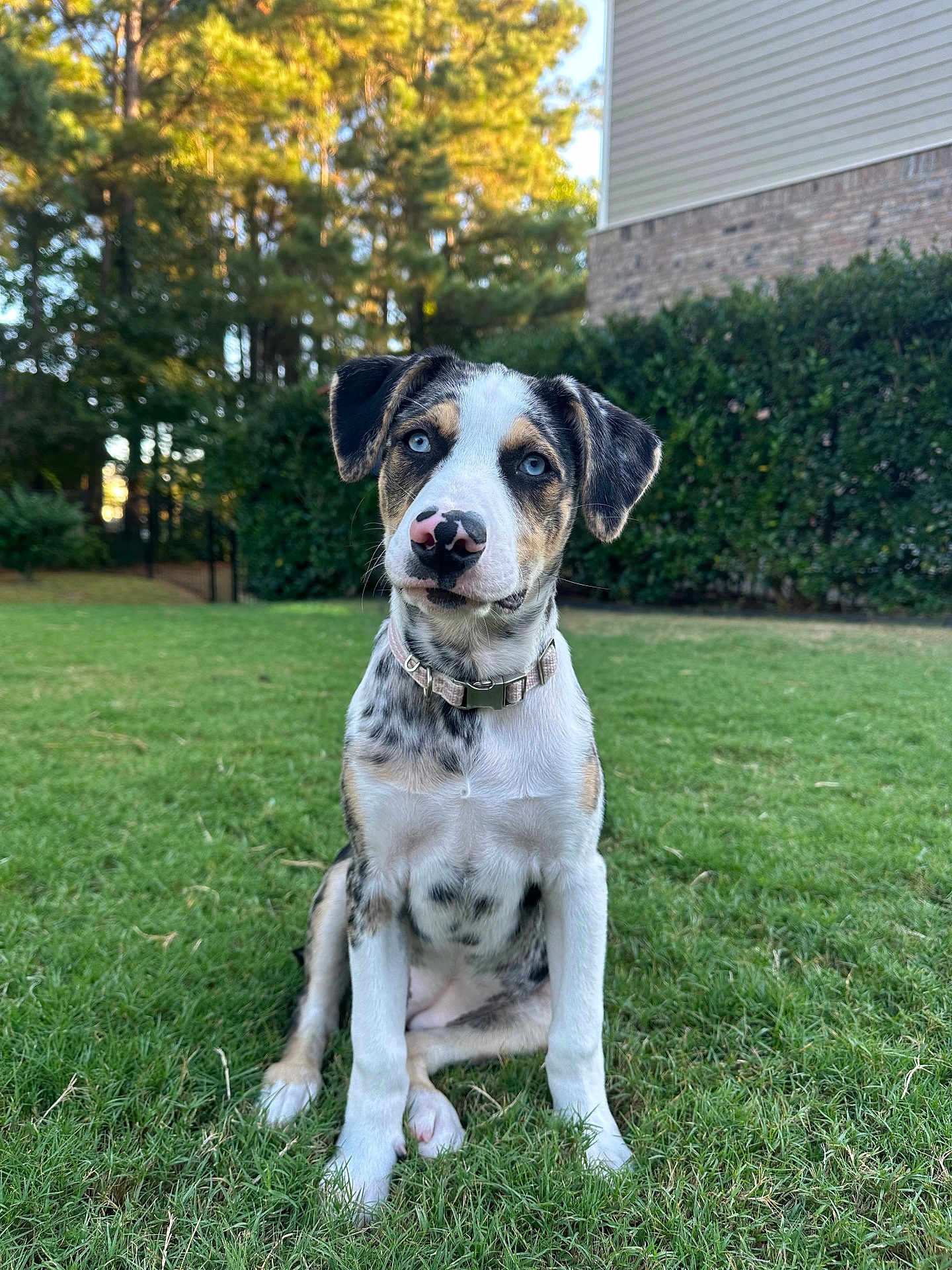 Nova