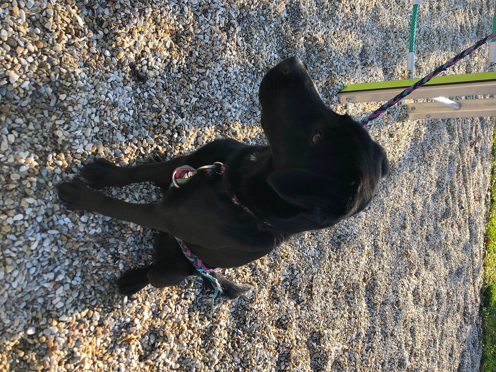 Lyanna a rejoint le concours — aidez-le/la à gagner de superbes lots ! asphalt, city, concrete, dog_breed, fun, grass, guard_dog, landscape, leisure, people_in_nature, recreation, road_surface, shade, shadow, sitting, soil, tail, tar, tints_and_shades, tree