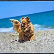 Yooko a rejoint le concours — aidez-le/la à gagner de superbes lots ! dog, beach, sand, ocean, waves, sunny, outdoor, animal, canine, fur, tail, collar, nature, summer, pet, small_dog, daytime, water, shore, playful