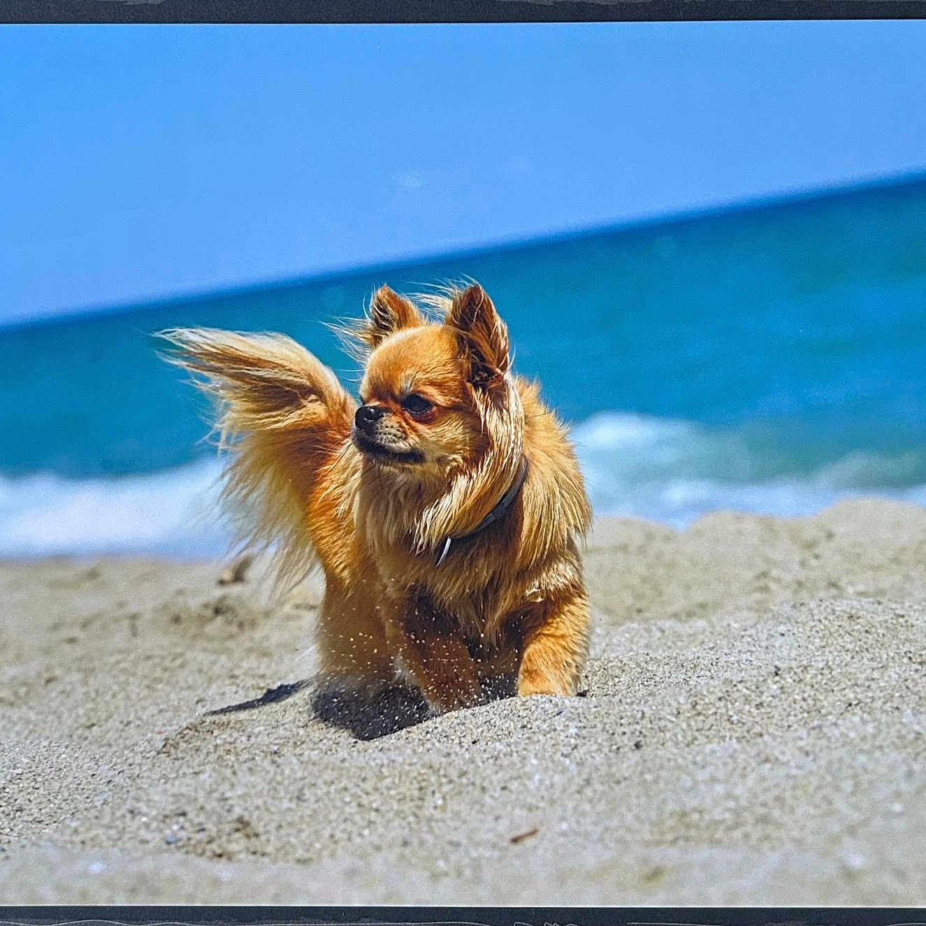 Yooko a rejoint le concours — aidez-le/la à gagner de superbes lots ! animal, beach, canine, collar, daytime, dog, fur, nature, ocean, outdoor, pet, playful, sand, shore, small_dog, summer, sunny, tail, water, waves