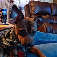Smokey is registered to the contest to win money with this photo: dog, small_dog, bandana, pet, indoor, living_room, denim, furniture, leather_chair, ears, brown_dog, collar, dog_tag, wall_decor, table, cup, relaxed, cute, close_up, resting