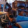 dog, small_dog, bandana, pet, indoor, living_room, denim, furniture, leather_chair, ears, brown_dog, collar, dog_tag, wall_decor, table, cup, relaxed, cute, close_up, resting